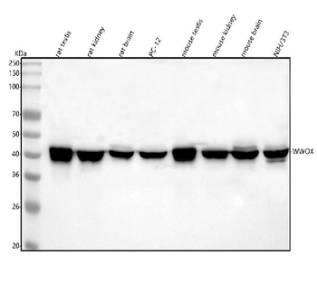 WWOX Antibody
