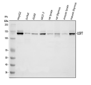 HAUSP/USP7 Antibody