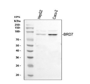 BRD7 Rabbit Polyclonal Antibody