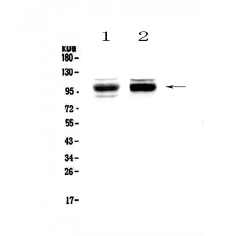 SATB1 Antibody
