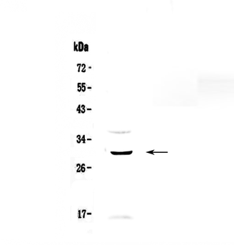GPCR GPR40/FFAR1 Rabbit Polyclonal Antibody