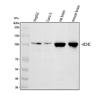 Insulin degrading enzyme/IDE Antibody