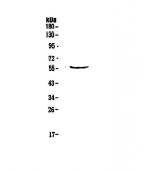 TRIM5 Rabbit Polyclonal Antibody