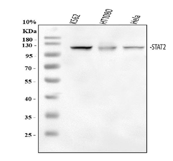 STAT2 Antibody