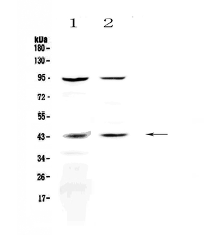 KiSS1 receptor/KISS1R Rabbit Polyclonal Antibody