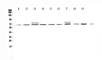 CDC45L Rabbit Polyclonal Antibody