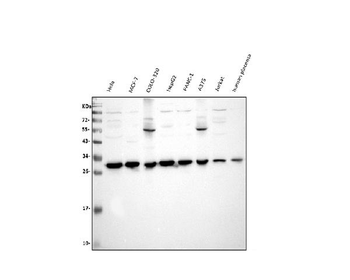 VAPB Antibody