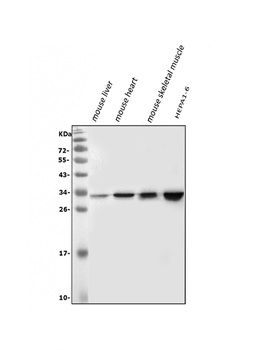 VAPB Antibody