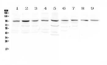 RALBP1 Rabbit Polyclonal Antibody