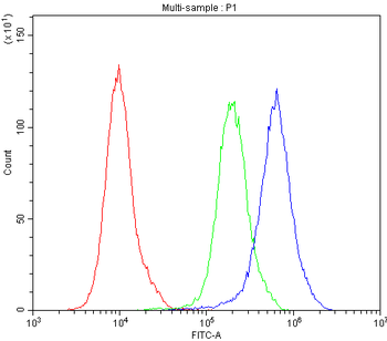 Bestrophin/BEST1 Rabbit Polyclonal Antibody