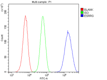strogen Related Receptor gamma/ESRRG Rabbit Polyclonal Antibody