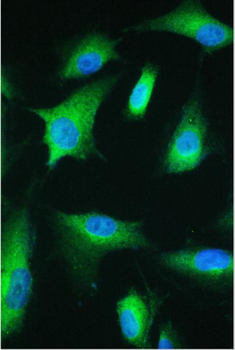 strogen Related Receptor gamma/ESRRG Rabbit Polyclonal Antibody