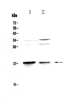 MAP1LC3A Antibody