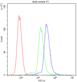 SCRIBBLE Rabbit Polyclonal Antibody