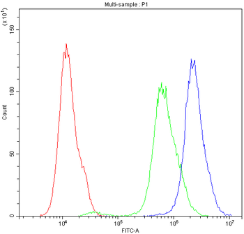 SCRIBBLE Rabbit Polyclonal Antibody