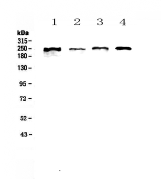 SCRIBBLE Rabbit Polyclonal Antibody
