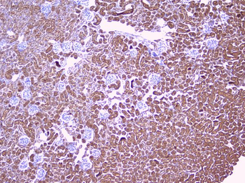 PBP/PEBP1 Antibody
