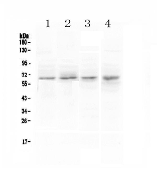CCKBR Rabbit Polyclonal Antibody