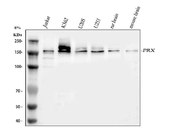 PRX Rabbit Polyclonal Antibody