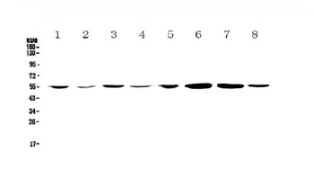 CCR3 Antibody