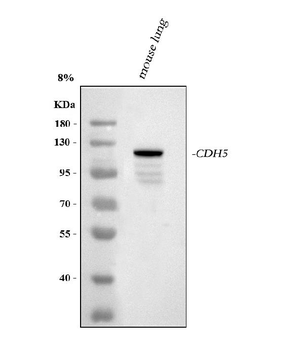 VE-Cadherin Cdh5-/VE Rabbit Polyclonal Antibody