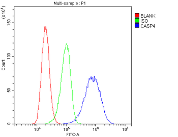Caspase 4/Casp4 Rabbit Polyclonal Antibody