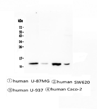 Stefin B CSTB Mouse Monoclonal Antibody