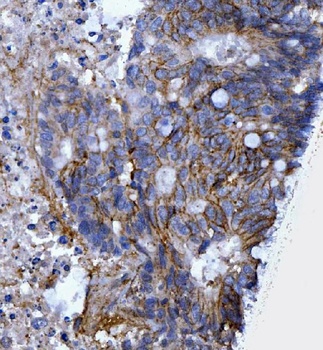 CD44 antigen CD44 Rabbit Polyclonal Antibody