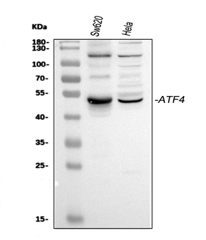 ATF4 Rabbit Polyclonal Antibody