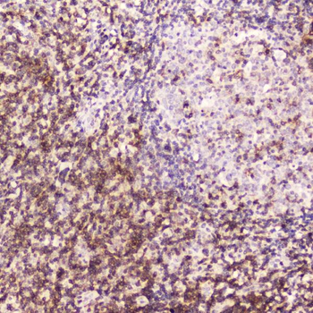 CD5 Antibody