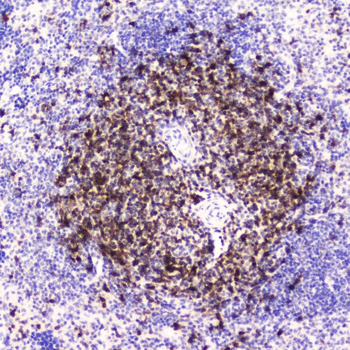 CD5 Antibody