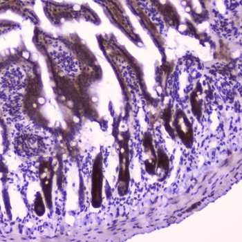 FLIP/CFLAR Antibody