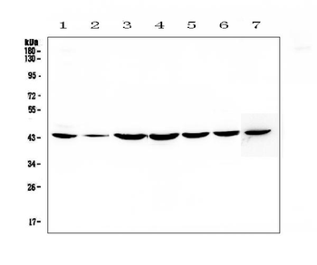 FLIP/CFLAR Antibody