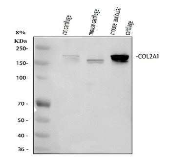 Collagen II/COL2A1 Antibody