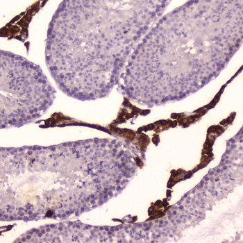 Cytochrome P450 17A1/Cyp17a1 Antibody