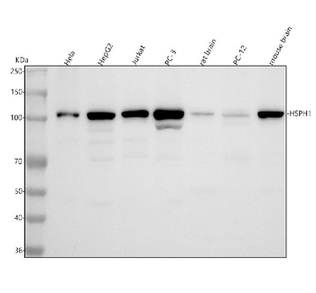 Hsp105/HSPH1 Antibody