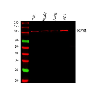 Hsp105/HSPH1 Antibody