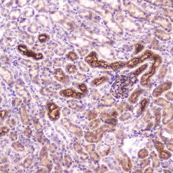 IGFBP2 Antibody