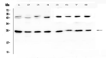 IL36 alpha/IL36A Rabbit Polyclonal Antibody