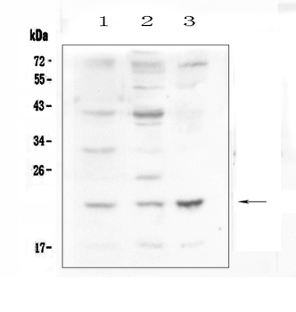 Leptin Rabbit Polyclonal Antibody