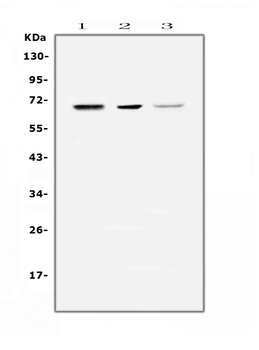 COBRA1/NELFB Rabbit Polyclonal Antibody