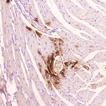 ANP/Nppa Antibody