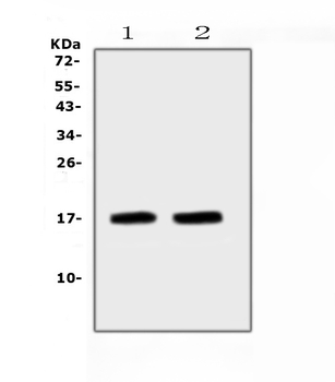 ANP/Nppa Antibody