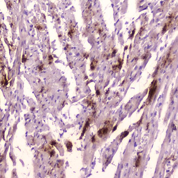 ANP/Nppa Antibody