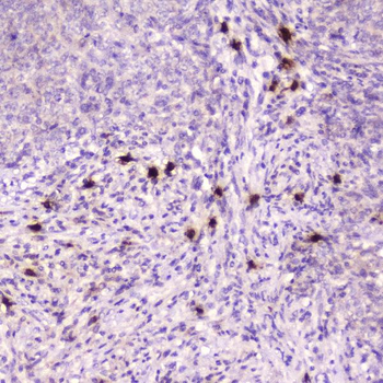 Ribonuclease 3/RNASE3 Rabbit Polyclonal Antibody
