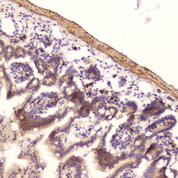 Ribonuclease 3/RNASE3 Rabbit Polyclonal Antibody
