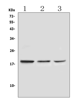 Ribonuclease 3/RNASE3 Rabbit Polyclonal Antibody