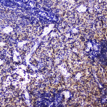 Talin 1/TLN1 Antibody
