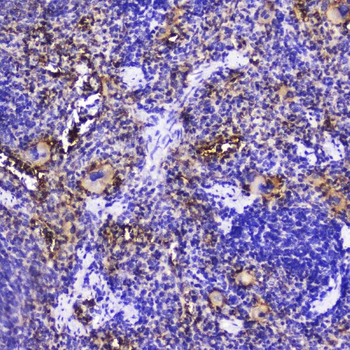 Talin 1/TLN1 Antibody
