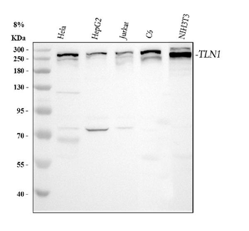 Talin 1/TLN1 Antibody